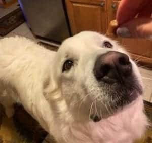 dog